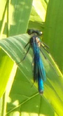 Bridgnorth dragonflies 1