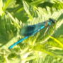 Bridgnorth dragonflies 2