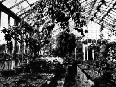 A greenhouse in Howard Park
